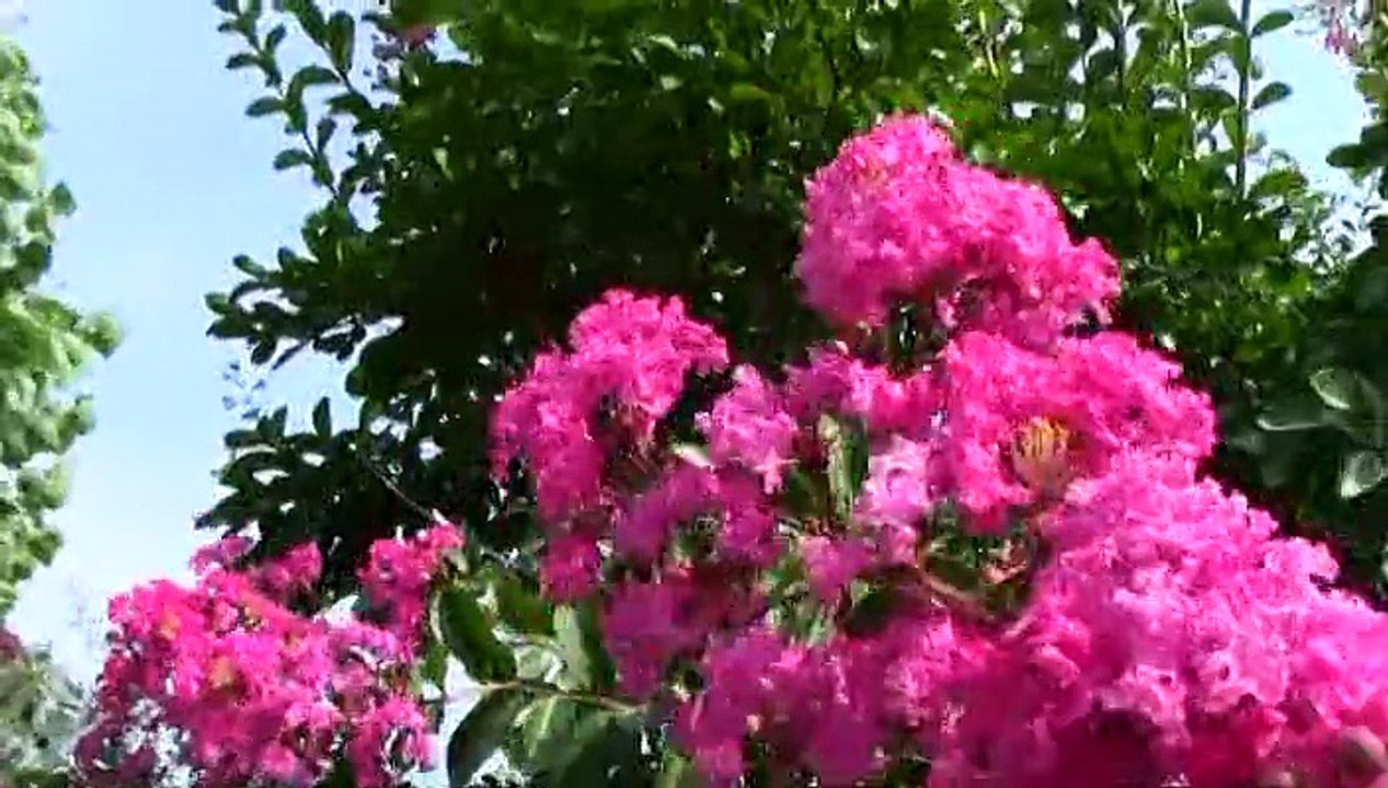 ULCINJ 2015