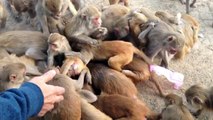 Feeding Monkeys Gone Wrong...