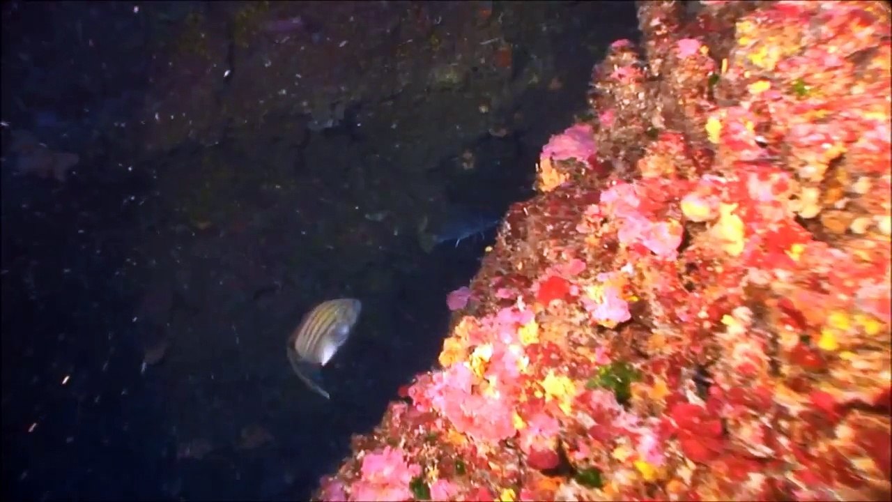 Diver Provides a Glimpse Into the Deep