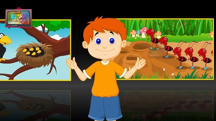 Animal Home Song | Animal Homes For Kindergarten | Rhymes For Children