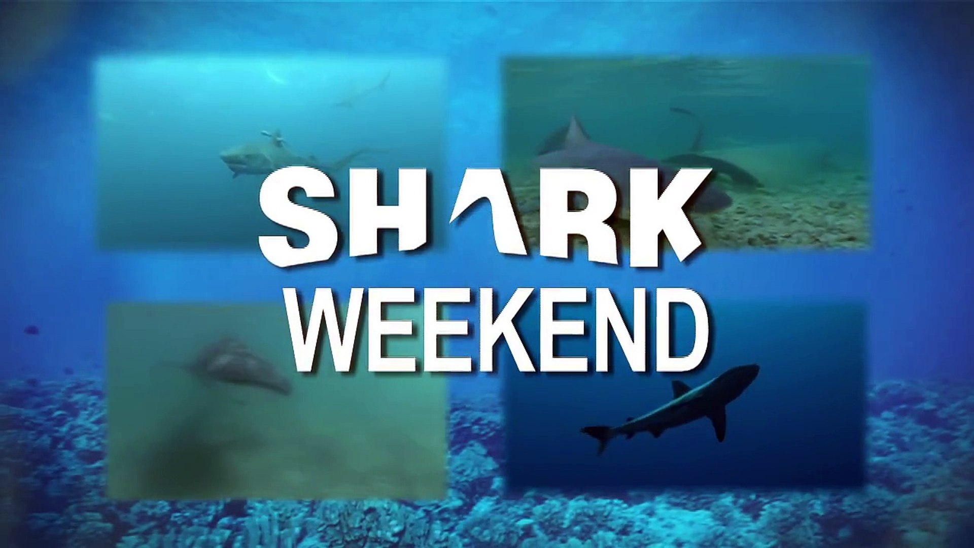 Shark Weekend - Whale Shark