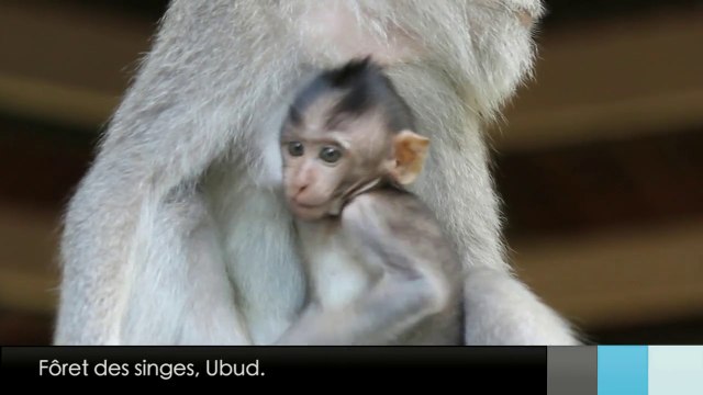 Le Zapp' d'Adé & Jean: Indonésie. Partie 1.
