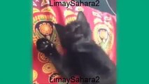 Funny cat vines - Ultimate cats vines compilation - Best Cat Vines 2015!