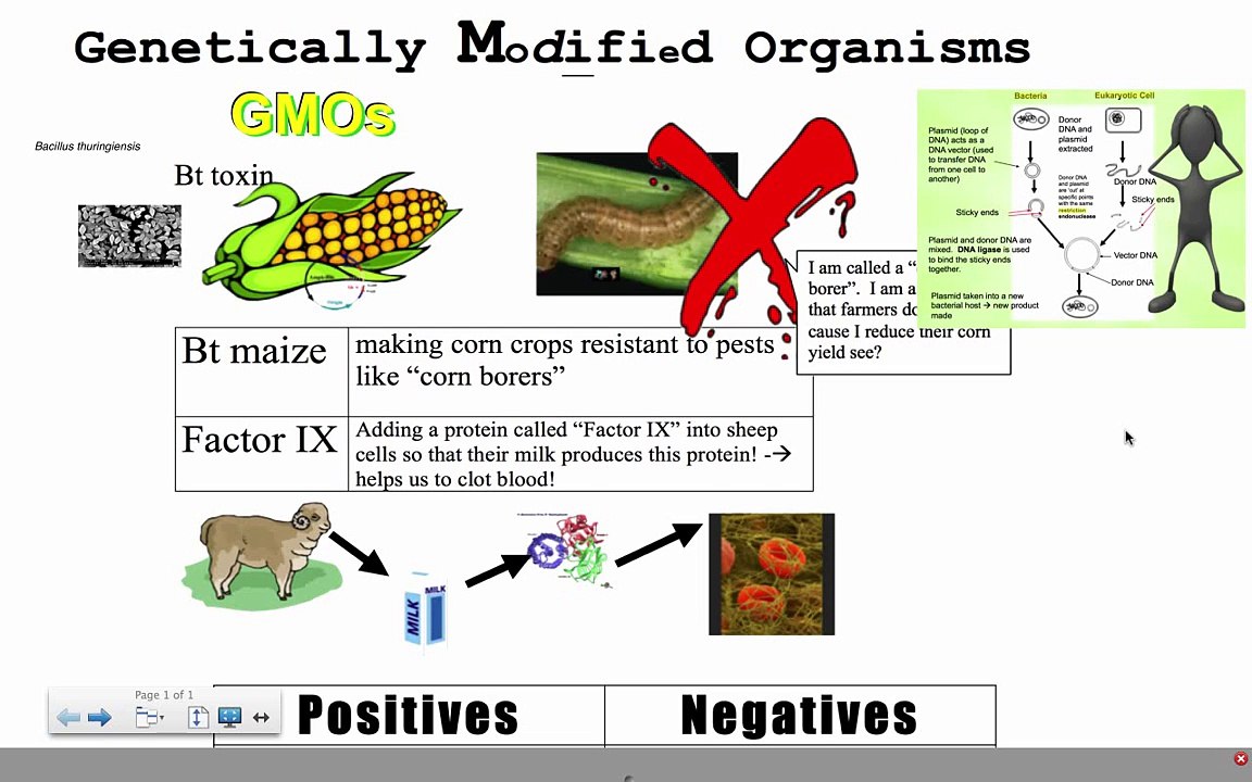 Genetically Modified Organisms (IB Biology)