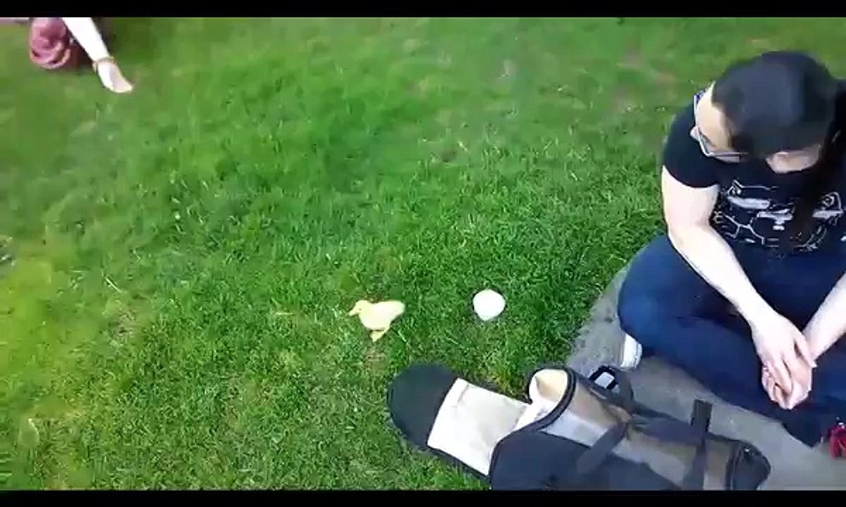 Baby duck's first day at the park!