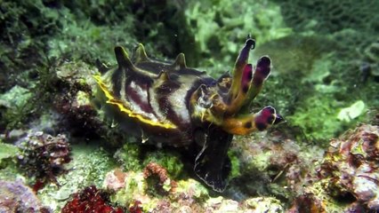2011/06/05 和美國小的火焰墨魚( Flamboyant Cuttlefish ) - 完整版