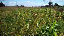 Maïs OGM dans un champs de soja