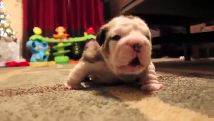 Bulldog bebê dá os primeiros passinhos e latidos