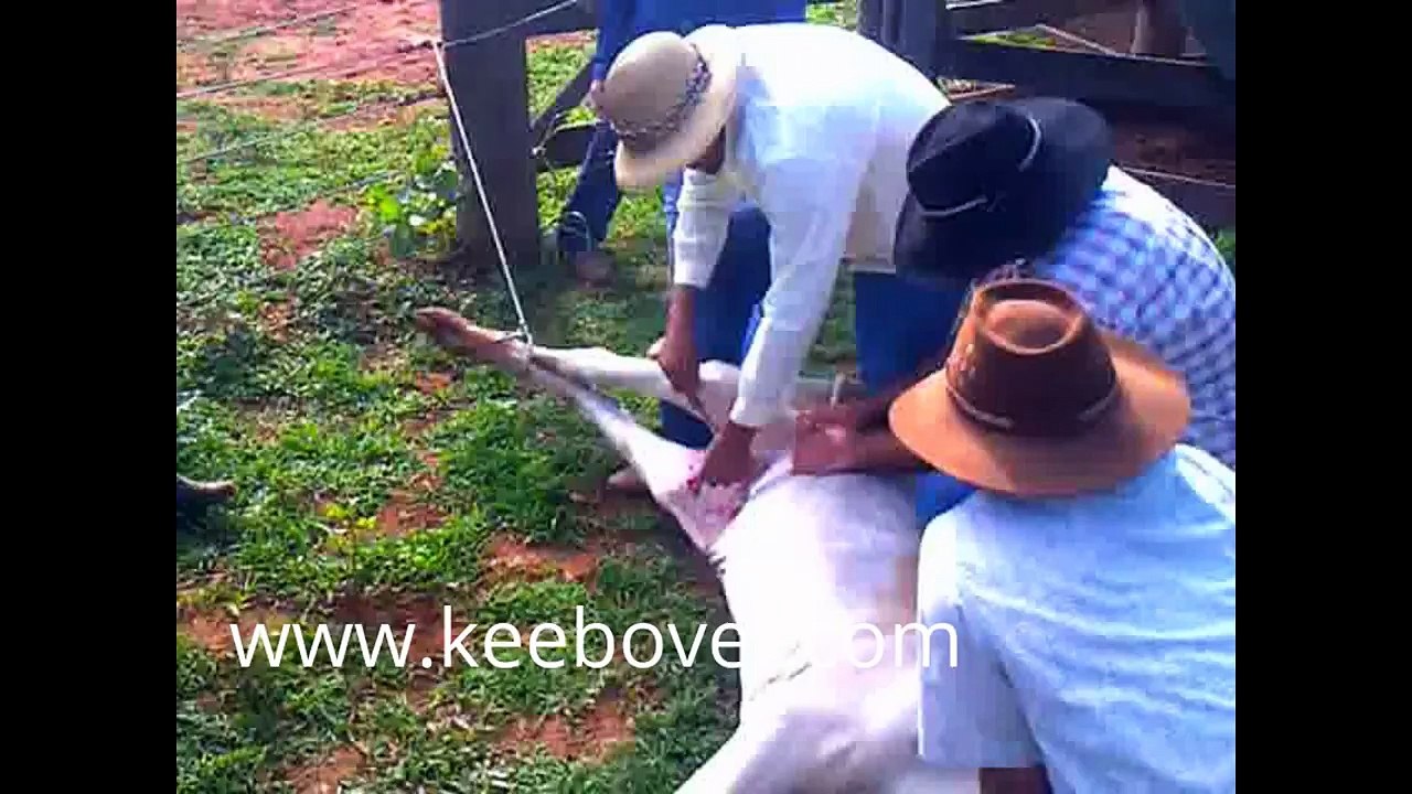 Bovine Castration - By Veterinarian Teaching His Students in Portuguese