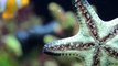 Walking Chocolate Chip Sea Star on Salt Water Aquarium Glass