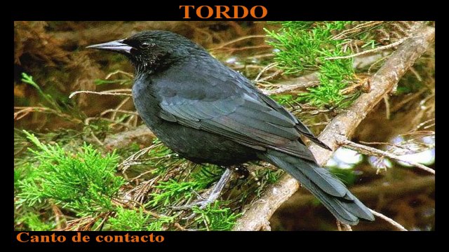 AVES DE CHILE - CANTOS (2/2)