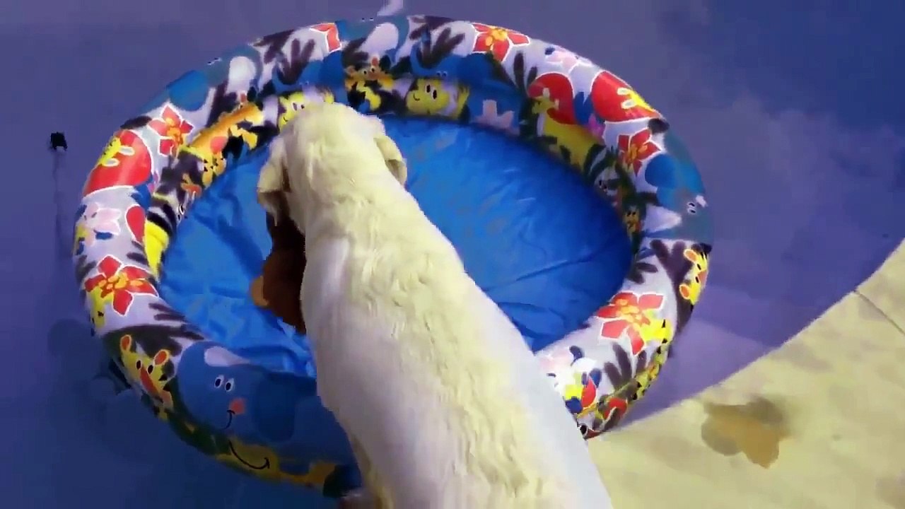funny cat and dog videos try not to laugh