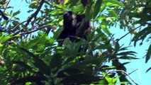 Howler Monkeys in their Natural Habitat - Costa Rica 2012