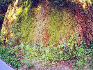 What is the ROI (Return On Investment) on Saving a Dying Metro Vancouver, BC Tree