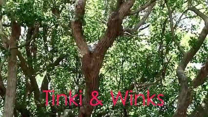 Baby Owls Yawning (Tawny Frogmouths)