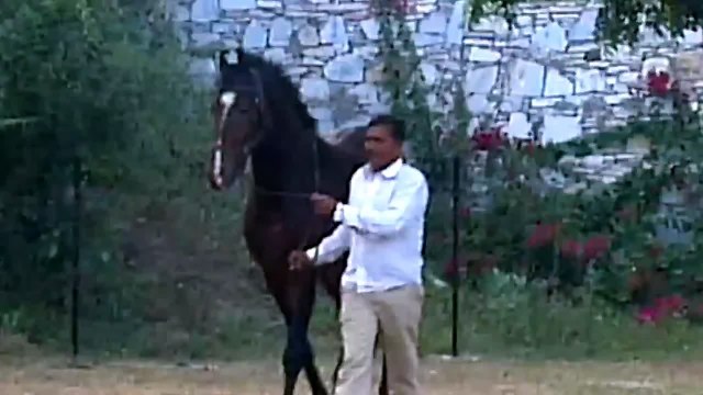 Jai Dhwaj - Fateh Stud Farm, Kelwa - Marwari Horse