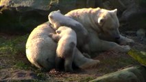 Polar Bear Twin Cubs Playing Together - Ouwehand Waterfall Live Cam Highlights