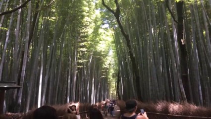 Mon Voyage au japon 6eme partie