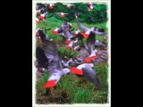 A Tribute to the Durban 700 - The massacre of wild African Grey Parrots by wealthy South Africans
