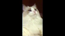funny cat Priceless  Cat s Reaction To Getting It s Teeth Brushed