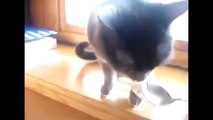 Funny Cats Compilation   Funny Cat Videos Ever  Funny Videos   Funny Animals   Funny Animal Videos