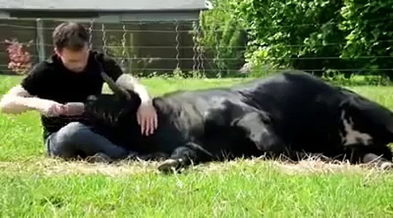Conoce la historia de un toro de corridas que fue adoptado por un hombre