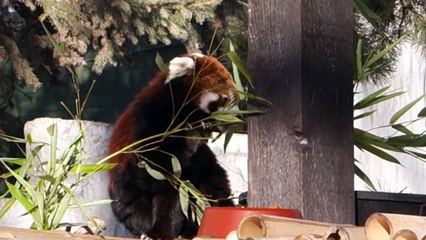 Sony RX-100 Mark 2 1080p Video Test - Calgary Zoo