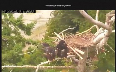 White Rock Eagle Cam Up Up Up and down