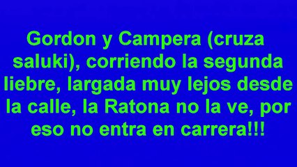 Galgos 2012, Lucas Martinez, Gordon ,Ratona y  Campera, 04/11/12