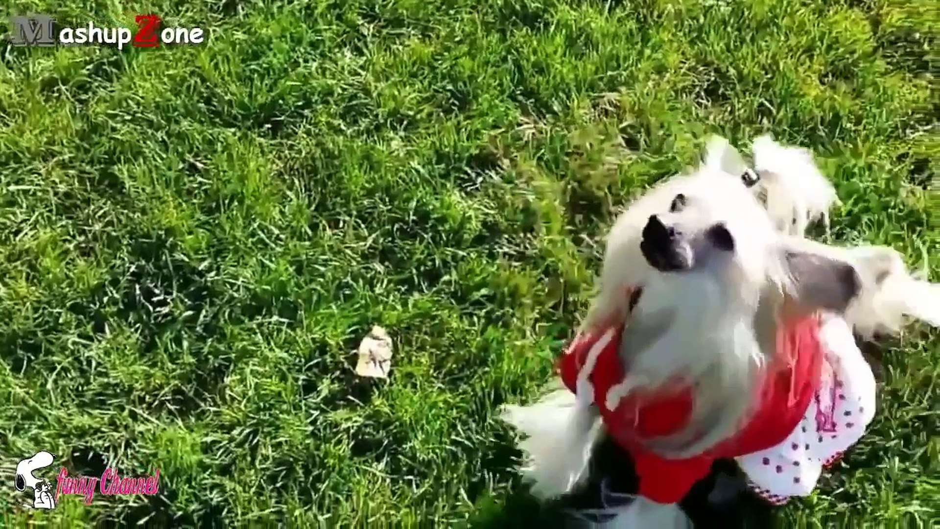 Best Funny Talking Dog Compilation 2015 - Funny dog Videos