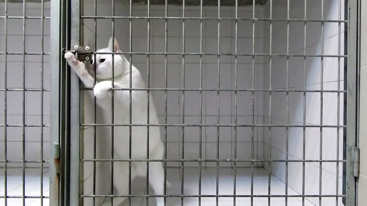 Cat Escapes From Cage