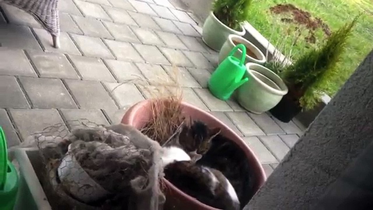 Cute Kitten licks Mommy Cat's Head FUN