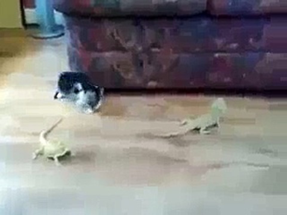 Cat Fighting With Lizard(whatsappmasti.com)