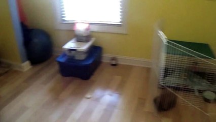 July Cage Tour + Big Update and....ROOM TOUR??