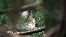 野生下のトキのヒナ3羽と給餌をするオスの親鳥 （2012年4月30日）