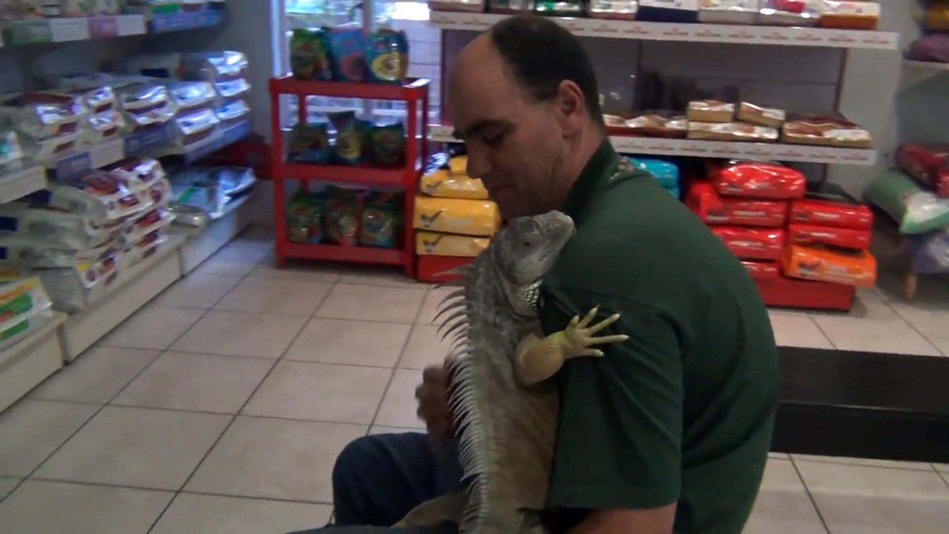 Iguana vet check - Kidney failure discussion