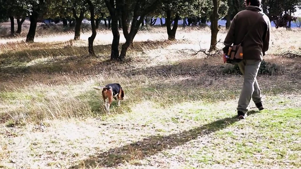 Buscando trufas por tierras de Soria