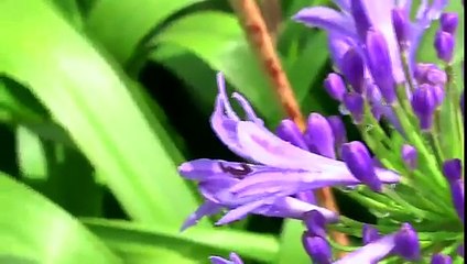 Corredor Paisajístico La Romera en Sabaneta