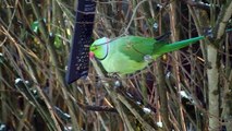 Le resto du Cœur pour oiseaux , perruches afro asiatique ... Dur dur l' hiver ..