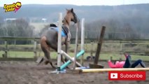 Funny Horse Videos Compilation 2015 Animal Video Funny Video Funny Fails