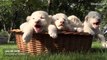 Sleepy lion cubs are cuter than any kittens you've seen in your whole life