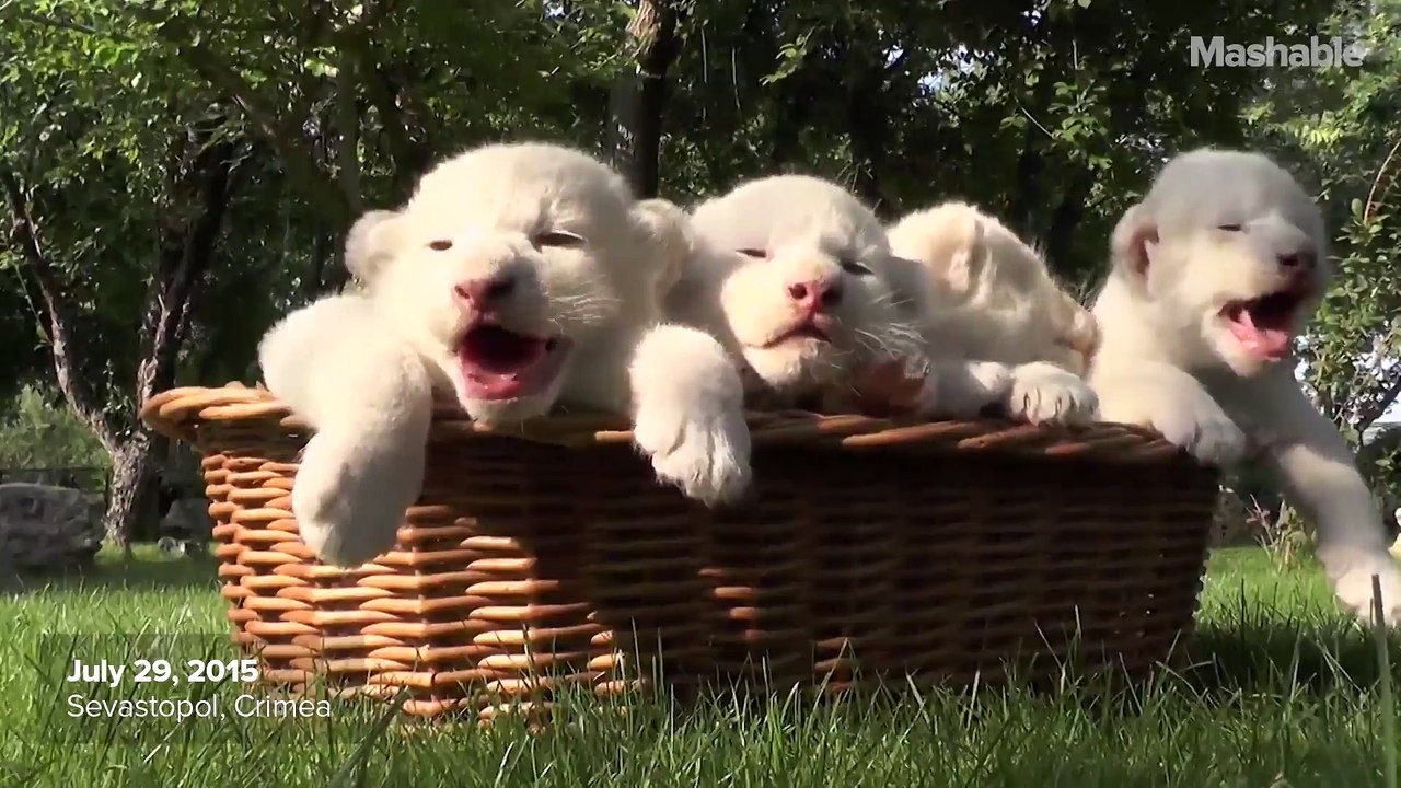 Sleepy lion cubs are cuter than any kittens you...