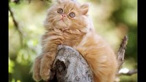 اجمل واروع صور قطط صغيرة cute cats ستراها في حياتك !