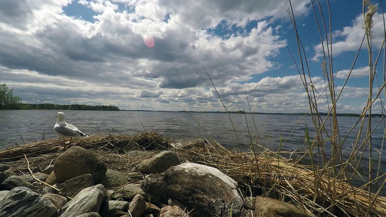 4K resolution 3 min video-  30 minutes life in  gull islet