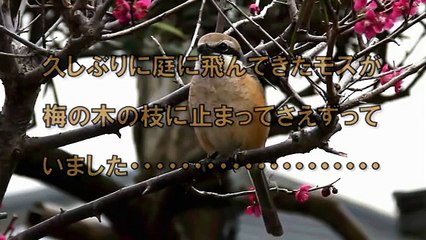 庭の野鳥　モズのさえずり