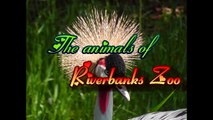 The Animals of Riverbanks Zoo