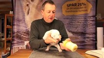 Siku The Danish Polar bear cub in Scandinavian Wildlife Park