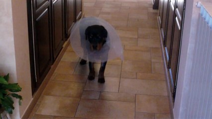 Danko  6 mesi rottwailer -  1 giorno dopo operazione displasia anca