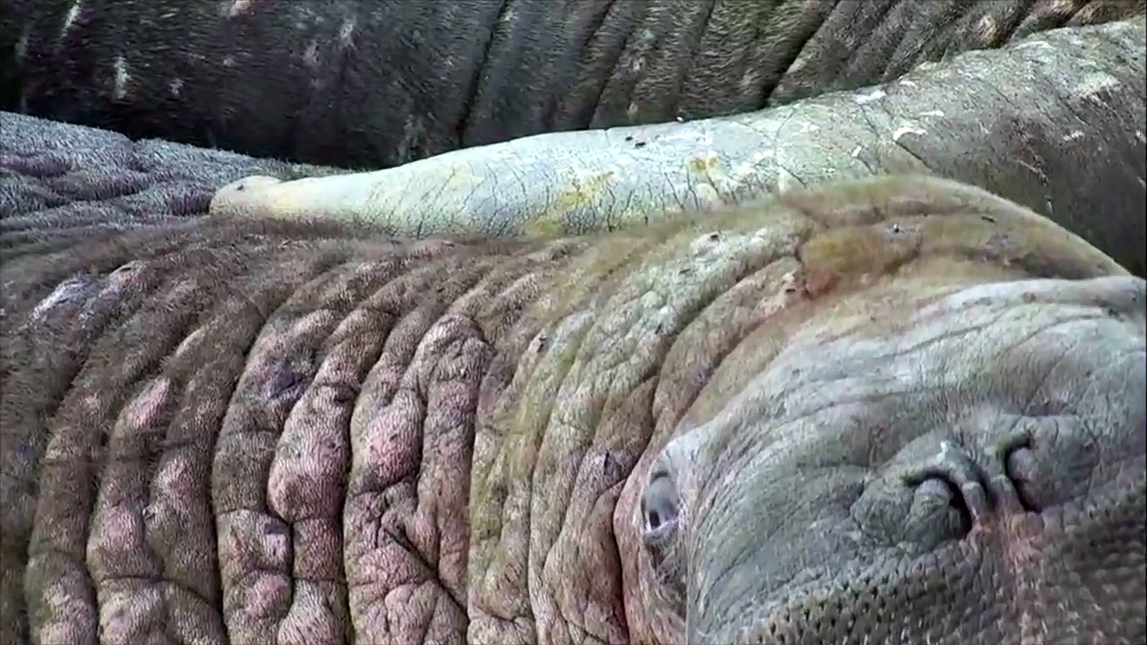Up close and Personal with the Round Island Walrus - Walrus Live Cam Highlight