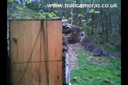 Spypoint Tiny Wireless Wildlife Camera Footage of Tawny Owls